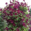 Clematis 'Royal Velours' 2 Clematis 'Royal Velours' -Herbalife Shop pl0000007069