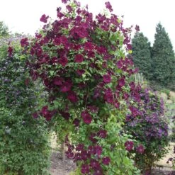 Clematis 'Royal Velours' 8 Clematis 'Royal Velours' -Herbalife Shop pl0000007069 card3 lg