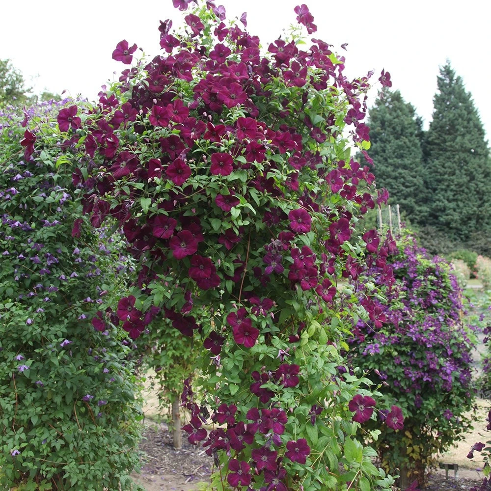 Clematis 'Royal Velours' 5 Clematis 'Royal Velours' - Image 3