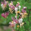 Lonicera × Americana -Herbalife Shop pl0000007085