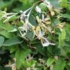 Lonicera Japonica Var. Repens 1 Lonicera Japonica Var. Repens -Herbalife Shop pl0000007087