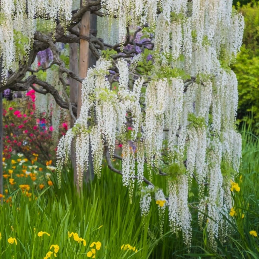 Wisteria Sinensis Var. Sinensis F. Alba 4 Wisteria Sinensis Var. Sinensis F. Alba - Image 2