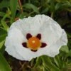 Cistus × Purpureus 'Alan Fradd' -Herbalife Shop pl0000007760