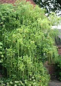 Itea Ilicifolia -Herbalife Shop pl0000007873 card2 lg