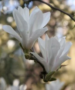 Magnolia × Soulangeana 'Alba Superba' -Herbalife Shop pl0000007929 card3 lg