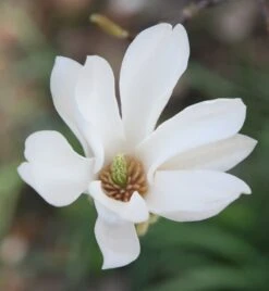 Magnolia × Soulangeana 'Alba Superba' -Herbalife Shop pl0000007929 card4 lg