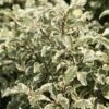 Pittosporum Tenuifolium 'Variegatum' -Herbalife Shop pl0000007975