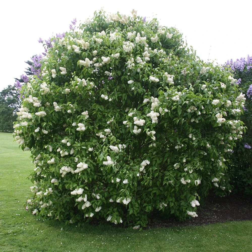Syringa Vulgaris 'Primrose' 3 Syringa Vulgaris 'Primrose'