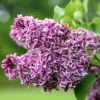 Syringa Vulgaris 'Sensation' 2 Syringa Vulgaris 'Sensation' -Herbalife Shop pl0000008055