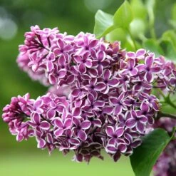 Syringa Vulgaris 'Sensation'