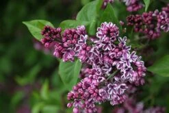 Syringa Vulgaris 'Sensation' -Herbalife Shop pl0000008055 card3 lg