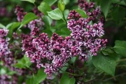 Syringa Vulgaris 'Sensation' -Herbalife Shop pl0000008055 card4 lg