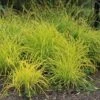 Carex Elata 'Aurea' -Herbalife Shop pl0000077799