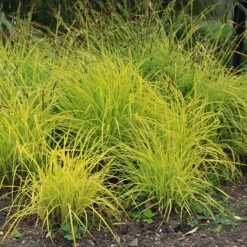 Carex Elata 'Aurea'