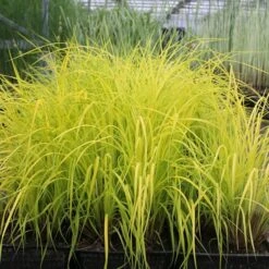 Carex Elata 'Aurea' -Herbalife Shop pl0000077799 card3 lg