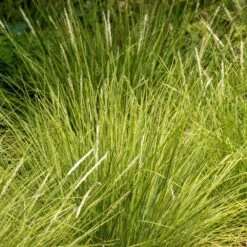 Sesleria Autumnalis -Herbalife Shop pl0000077815 card3 lg
