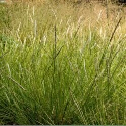 Sesleria Autumnalis -Herbalife Shop pl0000077815 card4 lg