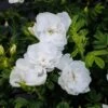 Rosa 'Blanc Double De Coubert' -Herbalife Shop pl0000077824