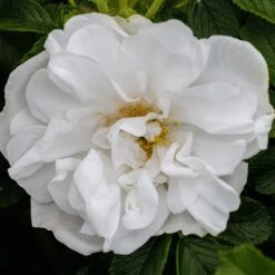 Rosa 'Blanc Double De Coubert' 6 Rosa 'Blanc Double De Coubert' -Herbalife Shop pl0000077824 card2 lg