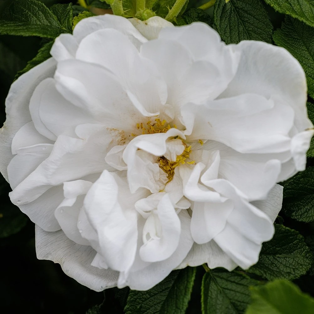 Rosa 'Blanc Double De Coubert' 4 Rosa 'Blanc Double De Coubert' - Image 2