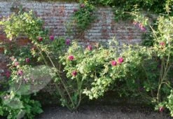 Rosa 'William Lobb' -Herbalife Shop pl0000077827 card2 lg