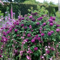 Rosa 'Cardinal De Richelieu' 9 Rosa 'Cardinal De Richelieu' -Herbalife Shop pl0000077832 card2 lg