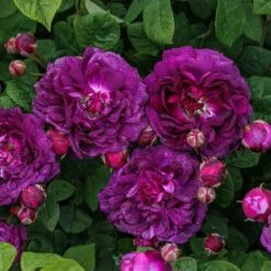 Rosa 'Cardinal De Richelieu' 11 Rosa 'Cardinal De Richelieu' -Herbalife Shop pl0000077832 card5 lg