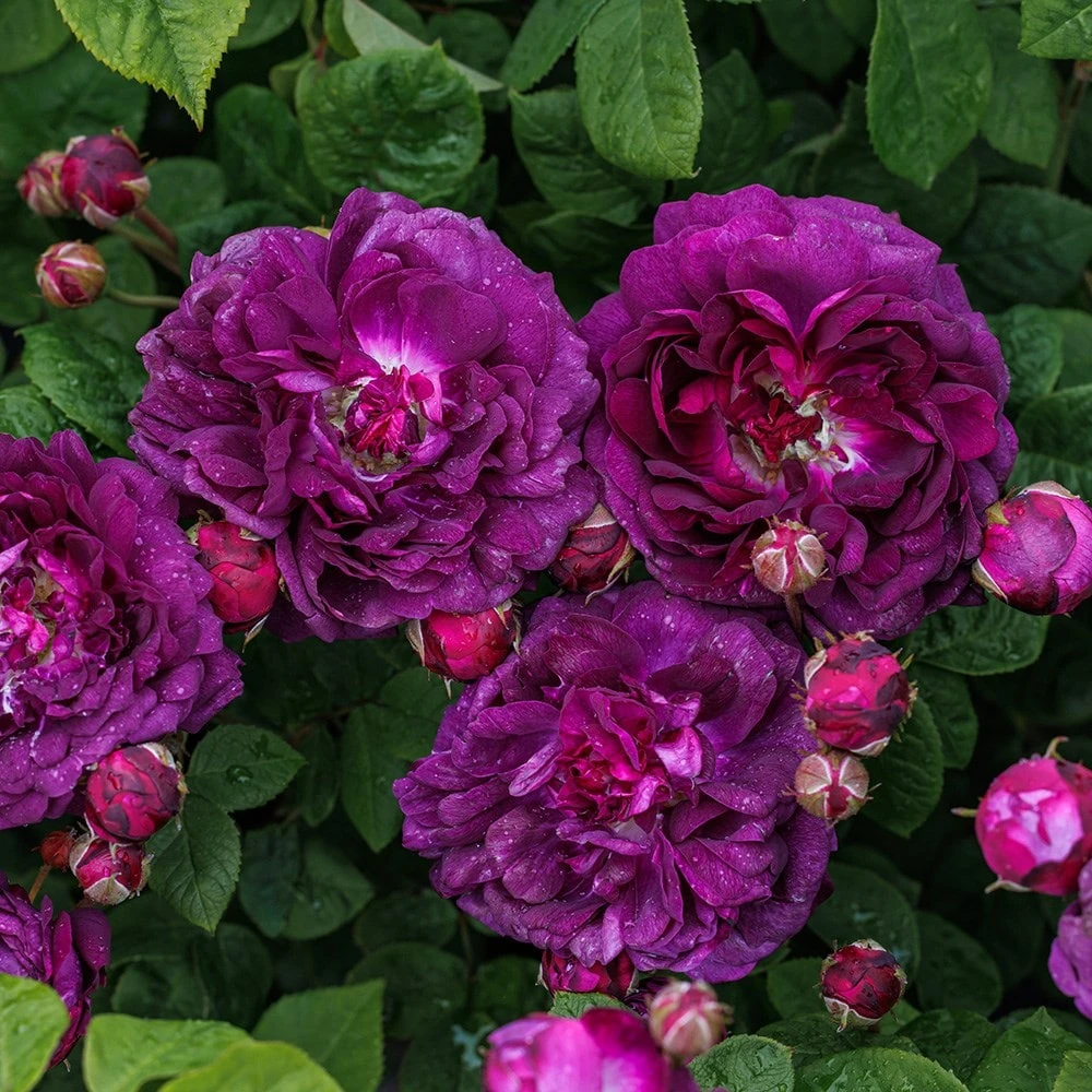 Rosa 'Cardinal De Richelieu' 6 Rosa 'Cardinal De Richelieu' - Image 4