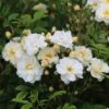 Rosa 'Goldfinch' -Herbalife Shop pl0000077865