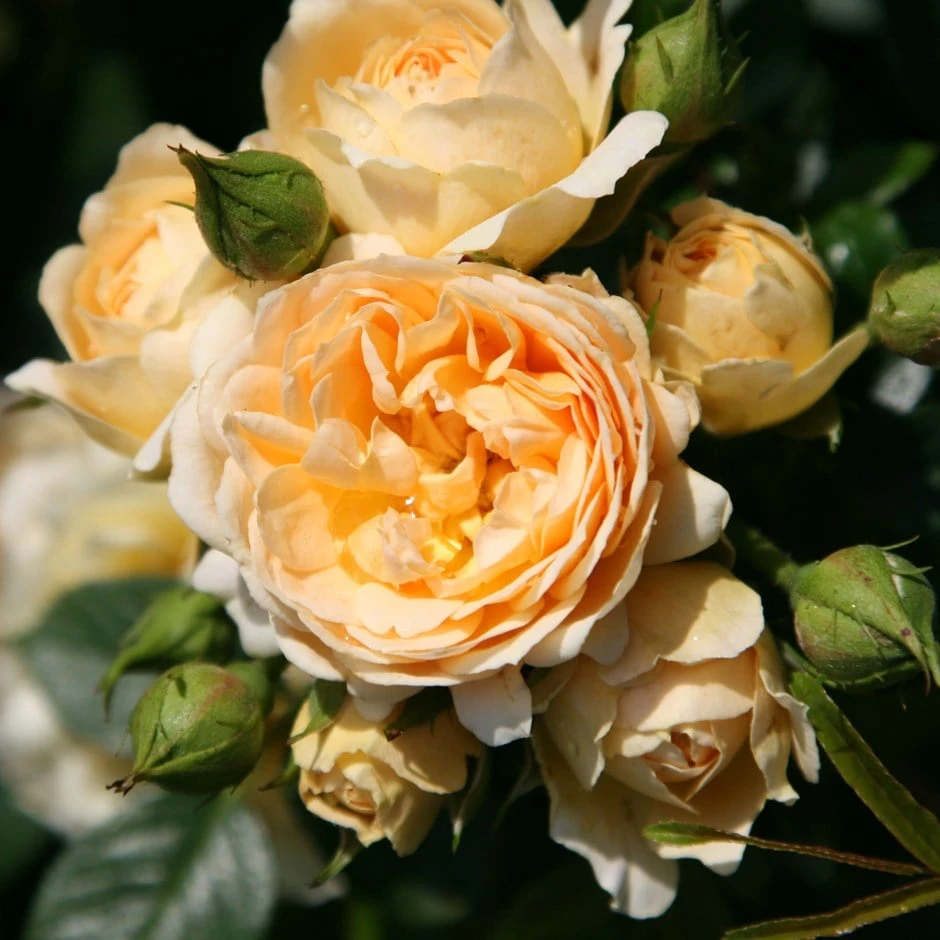 Rosa 'Happy Birthday' 3 Rosa 'Happy Birthday'