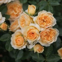 Rosa 'Happy Birthday' 5 Rosa 'Happy Birthday' -Herbalife Shop pl0000077874 card2 lg