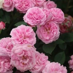 Rosa 'Louise Odier' -Herbalife Shop pl0000077899 card2 lg