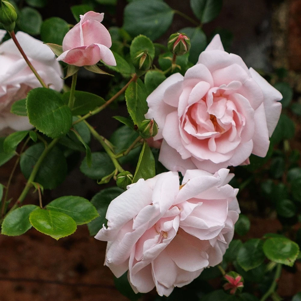 Rosa 'New Dawn' 4 Rosa 'New Dawn' - Image 2