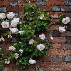 Rosa 'New Dawn' 8 Rosa 'New Dawn' -Herbalife Shop pl0000077913 card3 lg