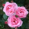 Rosa 'The Queen Elizabeth' 1 Rosa 'The Queen Elizabeth' -Herbalife Shop pl0000077931