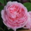 Rosa 'Königin Von Dänemark' -Herbalife Shop pl0000077933