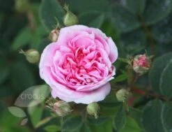 Rosa 'Königin Von Dänemark' -Herbalife Shop pl0000077933 card2 lg