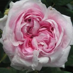 Rosa 'Königin Von Dänemark' -Herbalife Shop pl0000077933 card3 lg