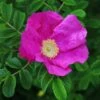 Rosa Rugosa 'Rubra' -Herbalife Shop pl0000077954