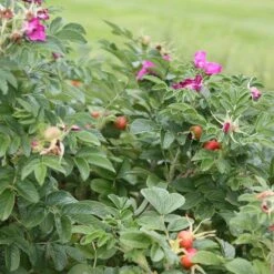 Rosa Rugosa 'Rubra' 7 Rosa Rugosa 'Rubra' -Herbalife Shop pl0000077954 card2 lg