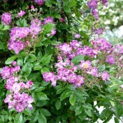 Rosa 'Veilchenblau' -Herbalife Shop pl0000077991 card3 lg