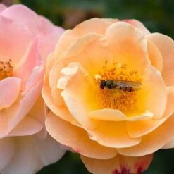 Rosa Flower Carpet Amber ('Noa97400a') (PBR) -Herbalife Shop pl0000077994 card6 lg