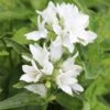 Campanula Glomerata Var. Alba -Herbalife Shop pl0000078089