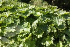 Darmera Peltata -Herbalife Shop pl0000078140 card3 lg