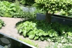 Darmera Peltata -Herbalife Shop pl0000078140 card4 lg