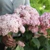 Hydrangea Arborescens Sweet Annabelle ('Ncha4') (PBR) -Herbalife Shop pl0000078199