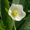 Helleborus × Hybridus Harvington White -Herbalife Shop pl0000078249