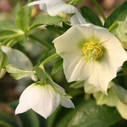 Helleborus × Hybridus Harvington White -Herbalife Shop pl0000078249 card2 lg