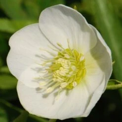 Helleborus × Hybridus Harvington White -Herbalife Shop pl0000078249 card3 lg
