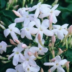 Jasminum Polyanthum 9 Jasminum Polyanthum -Herbalife Shop pl0000085034 card2 lg